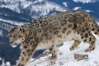 Snow Leopard
