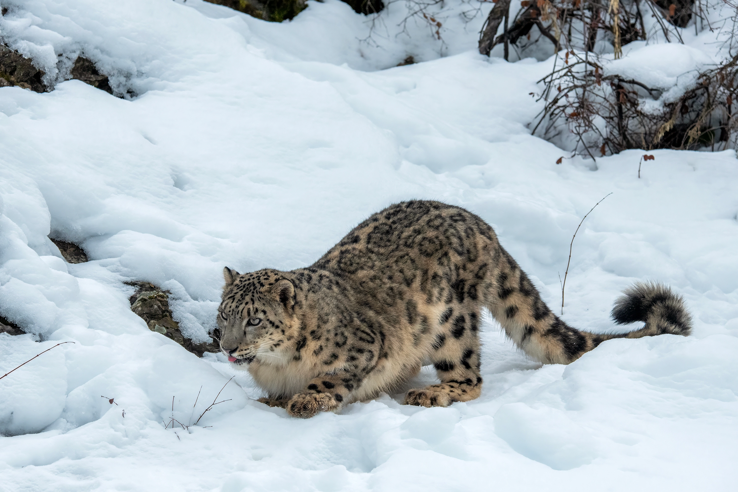 Snow Leopard Trek